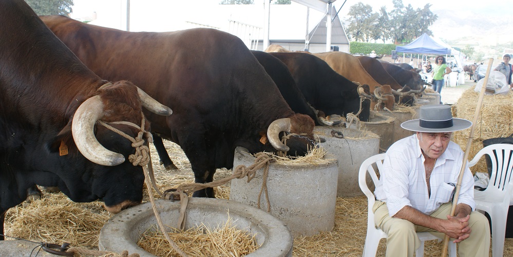 Agriculture Feria in Velez-Malaga