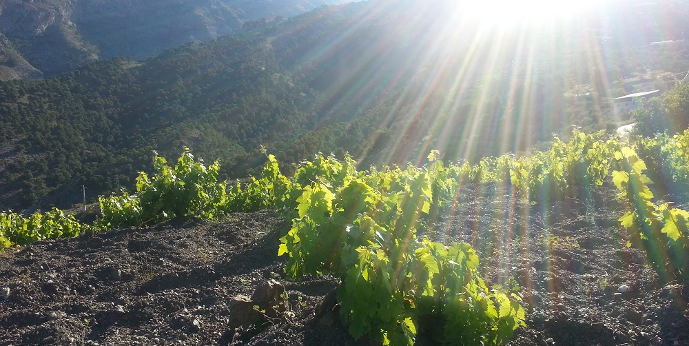 Moscatel Grapes in the Axarquia