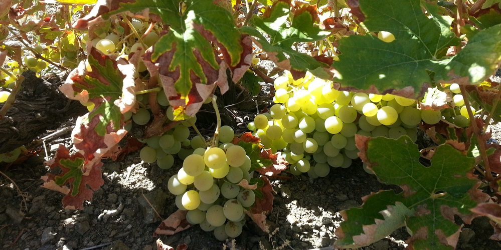 Vino de Malaga Vines Axarquia