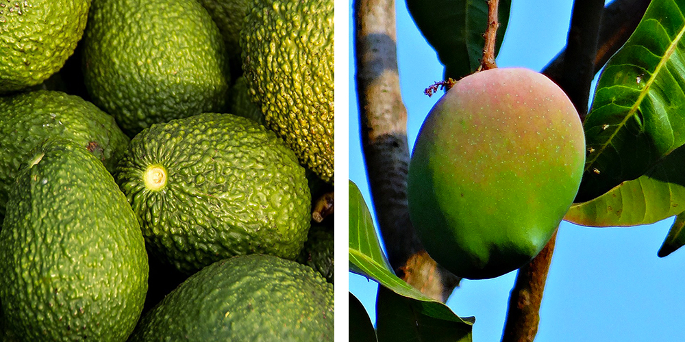 Avocadoes And Mango in tree