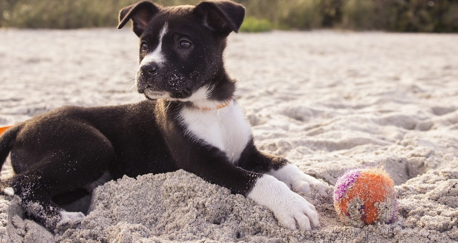 Boxer Dog and his Ball