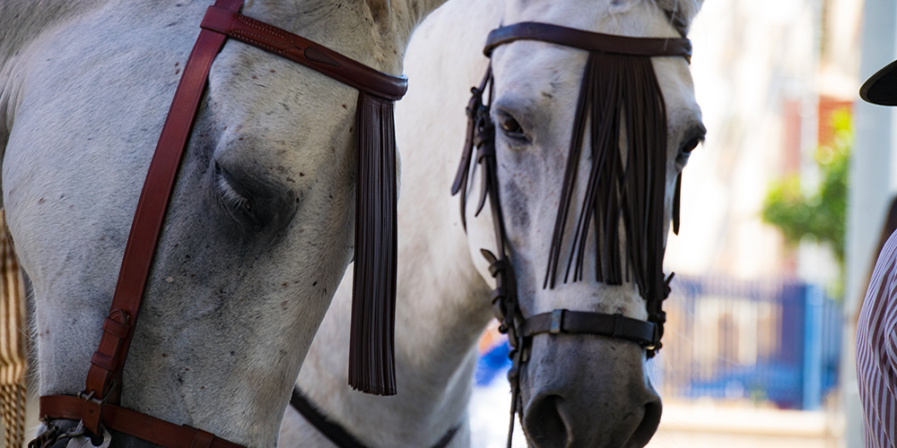 White horses during San miguel feria