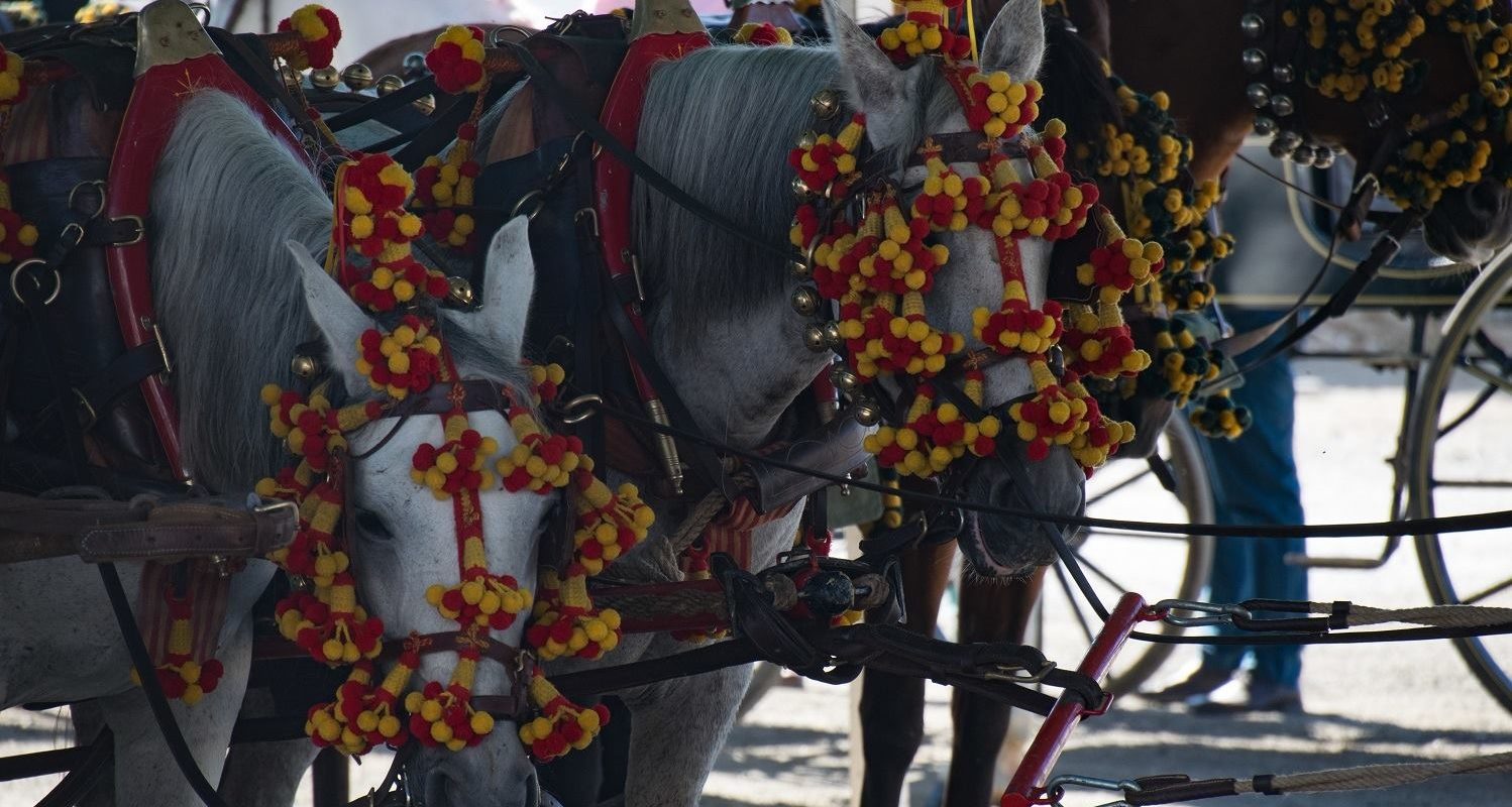 horses at axarquia feria