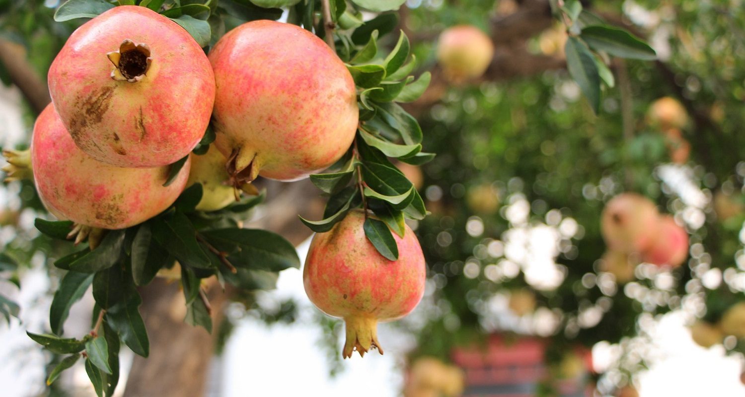 Autumn in Andalucia - Pomegranates