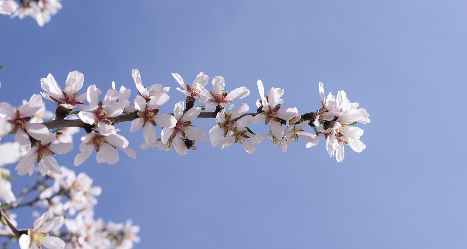 Almond Blossom in the Axarquia