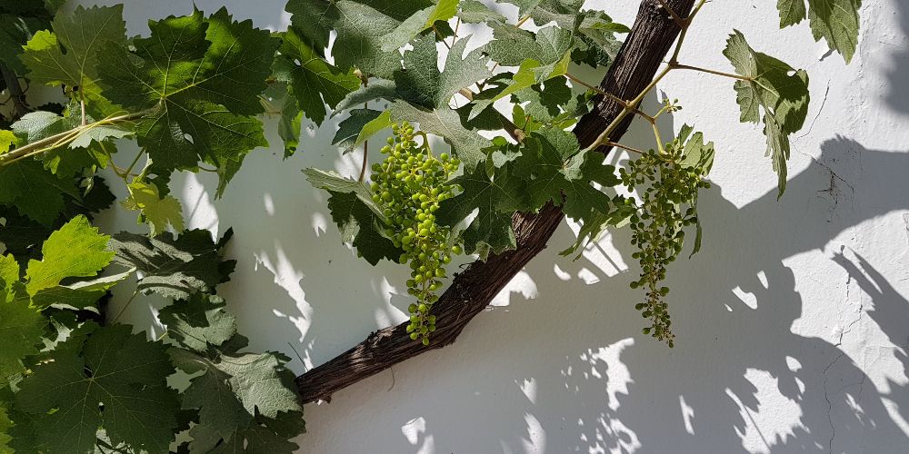 Grape Vines, Canillas de Aceituno