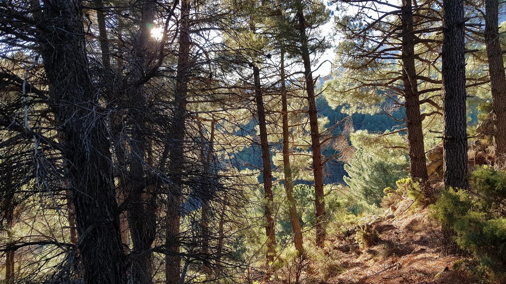 El Robledal, Alhama de Granada