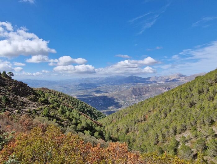 forest views from la torrecilla