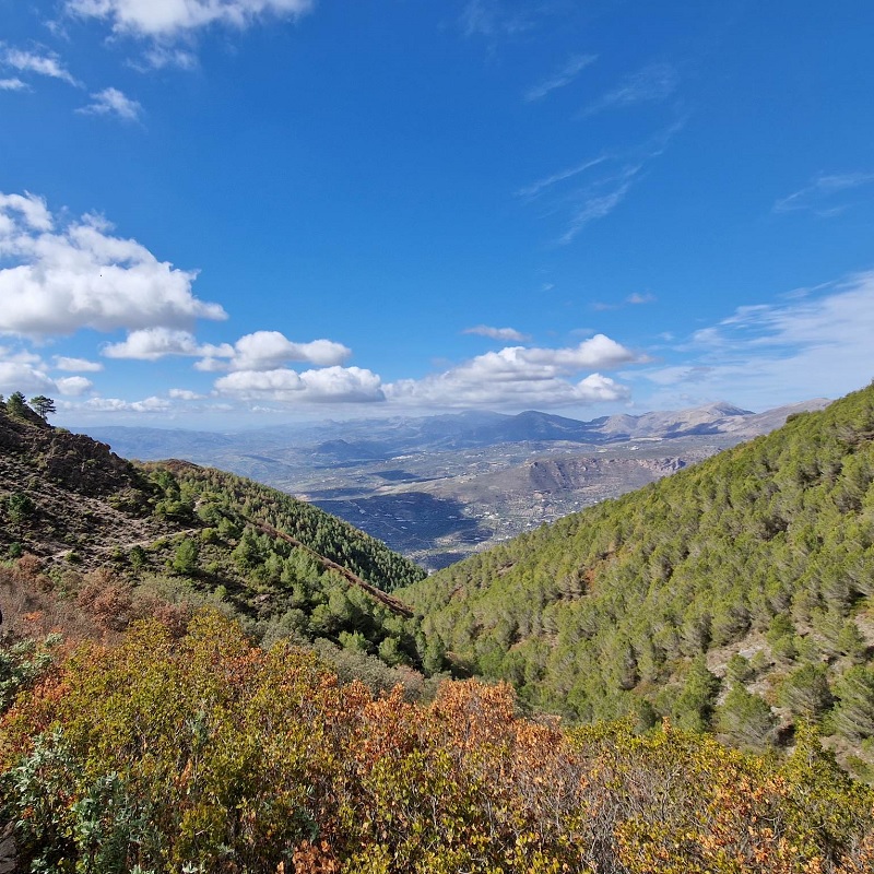 forest views from la torrecilla