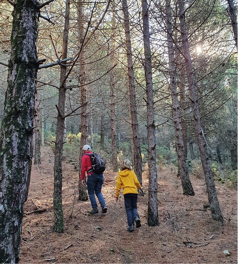Walking through the pine woods of Vilo
